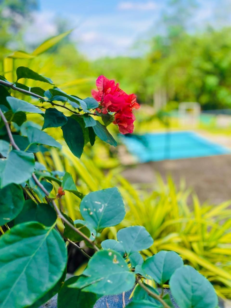 Hanthana Sk Paradise Gampola Bagian luar foto